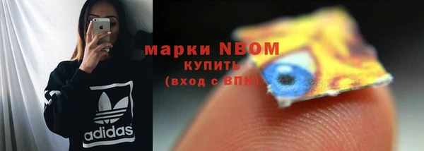 сатива Новозыбков