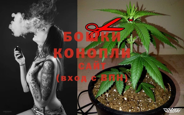 сатива Новозыбков