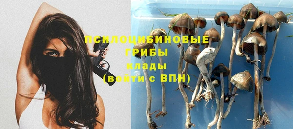 сатива Новозыбков