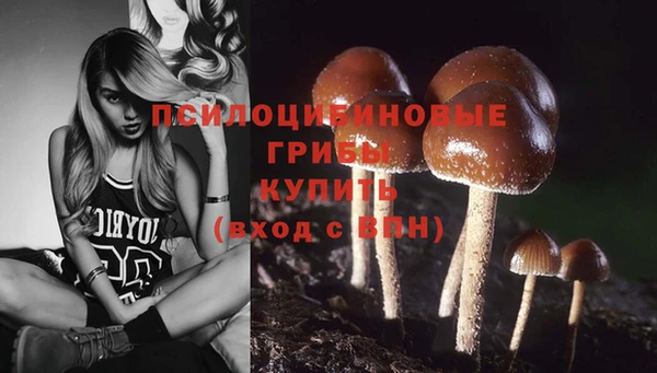 сатива Новозыбков